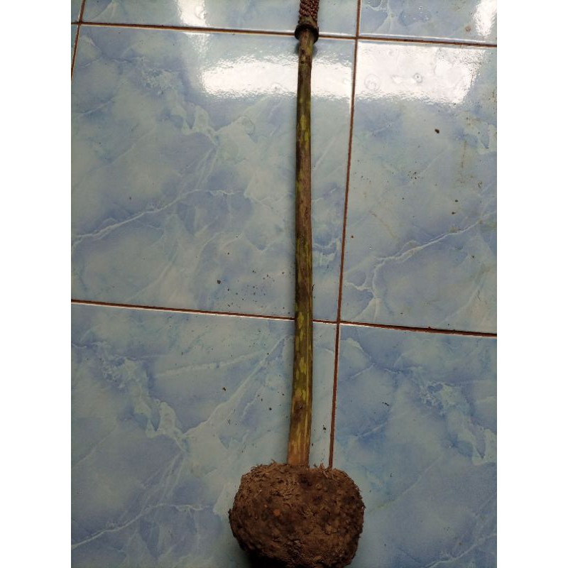 bunga porang spora porang