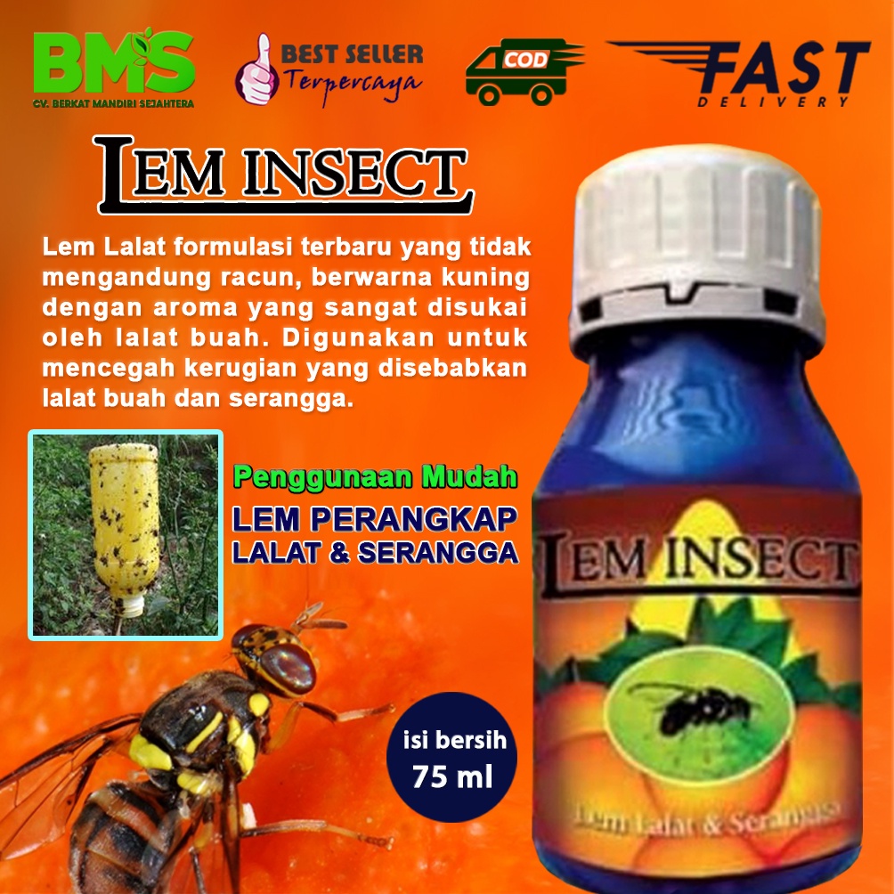LEM INSECT LEM PERANGKAP LALAT BUAH DAN SERANGGA