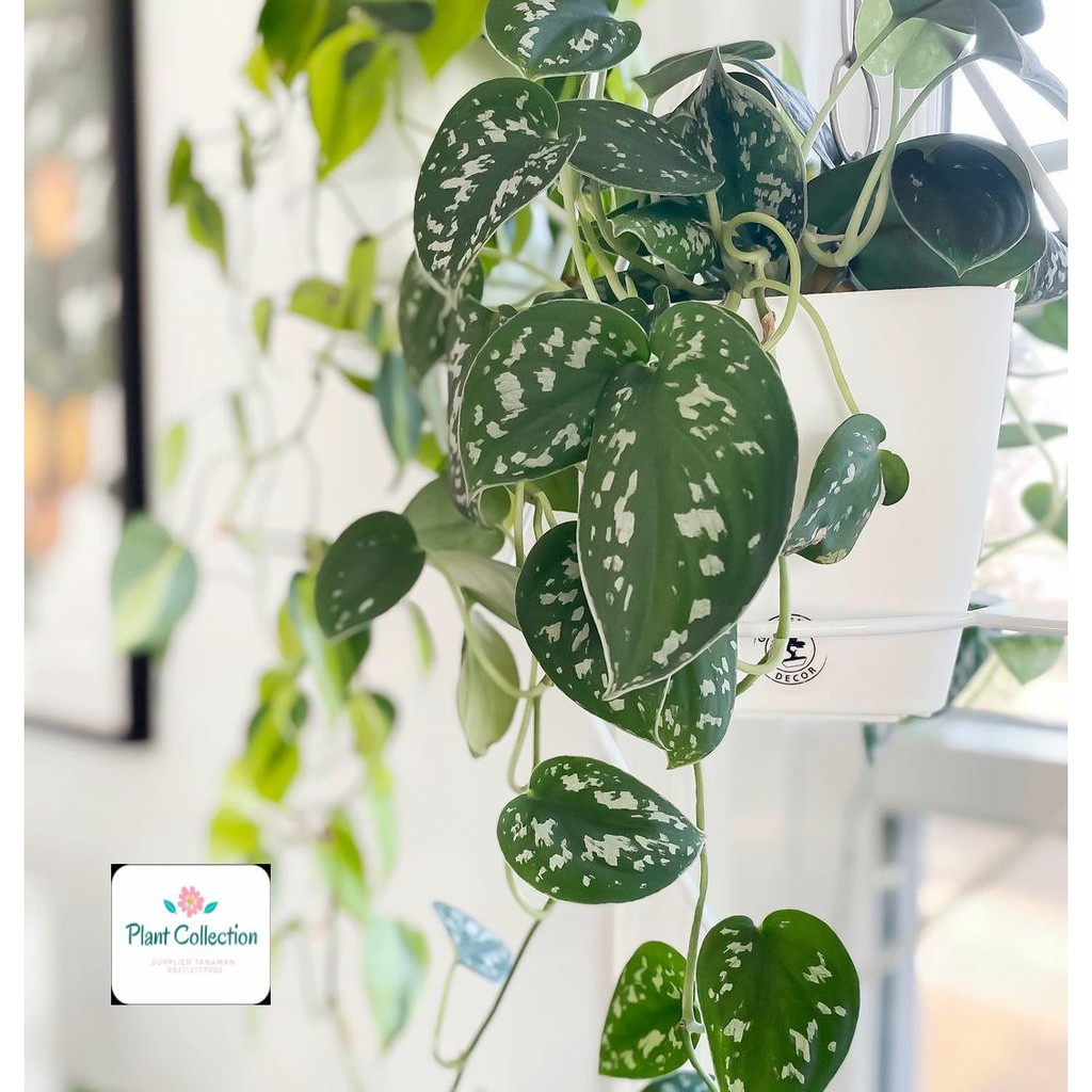 TANAMAN HIAS SCINDAPSUS PICTUS