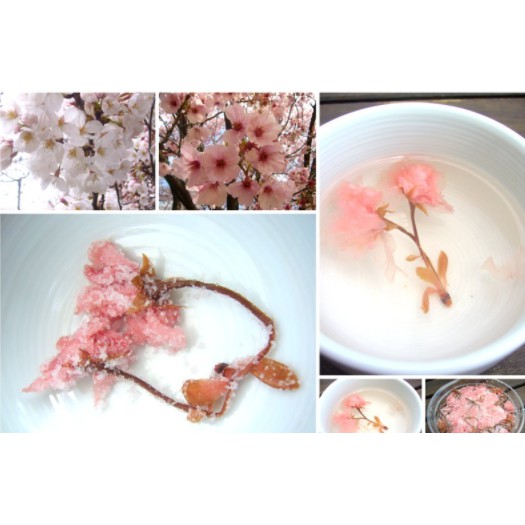 

Edible Garnish Pickled Sakura Blossom Bunga Sakura Hias Jepang 25gr