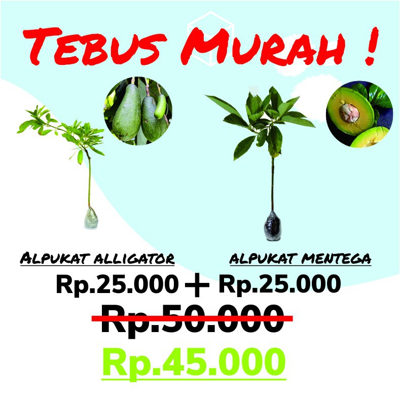 

paket hemat alpukat aligator dan alpukat mentega