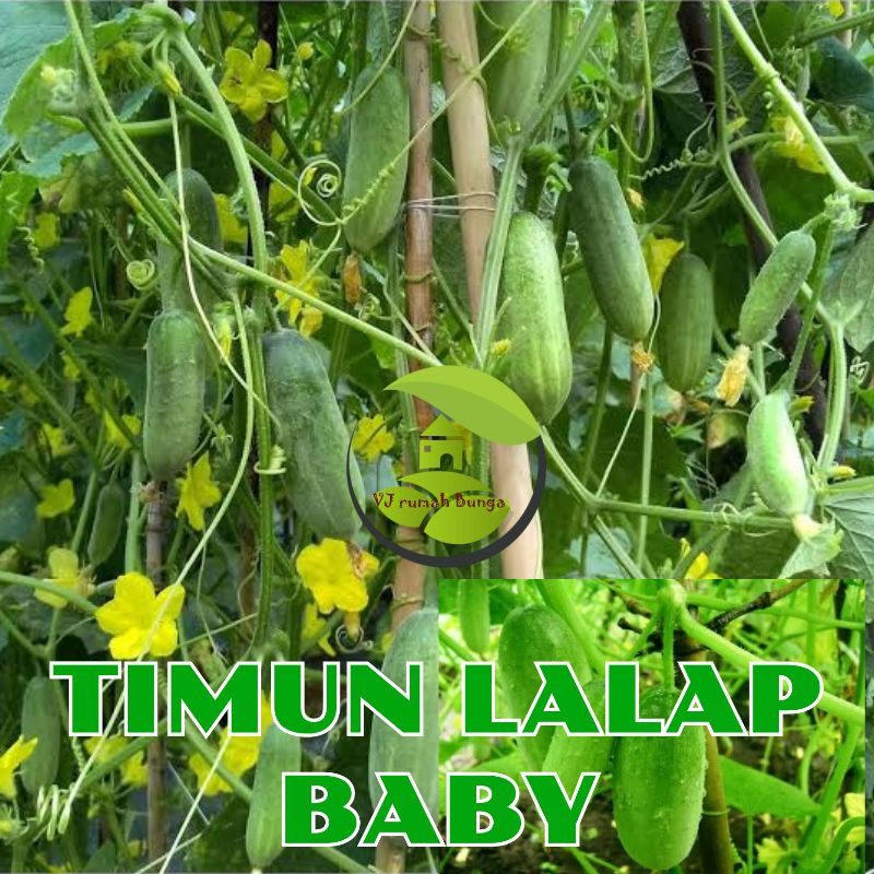 5biji - Benih Bibit Timun Lalap Baby F1 Hibrida Tahan Virus Buah Lebat