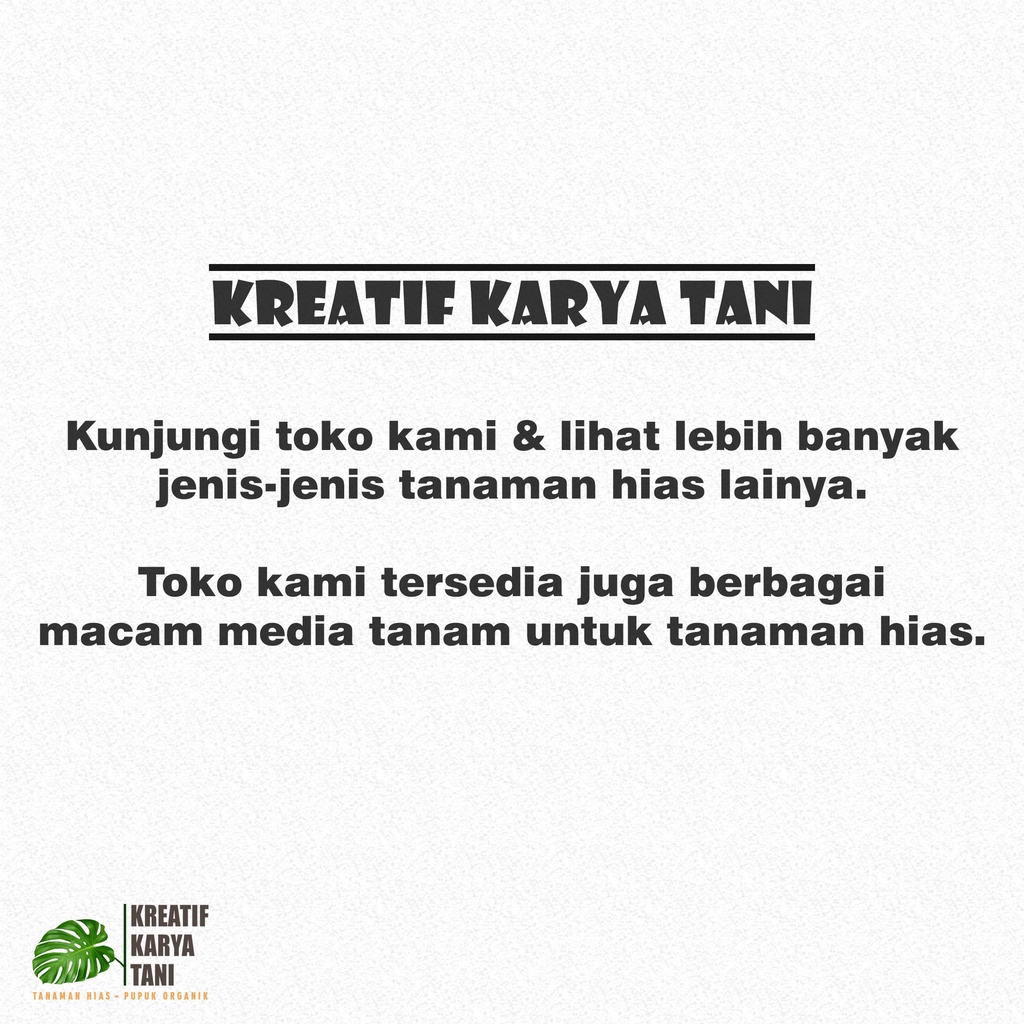 RB Anggrek dendrobium jumbo - Anggrek Dendrobium ukuran jumbo