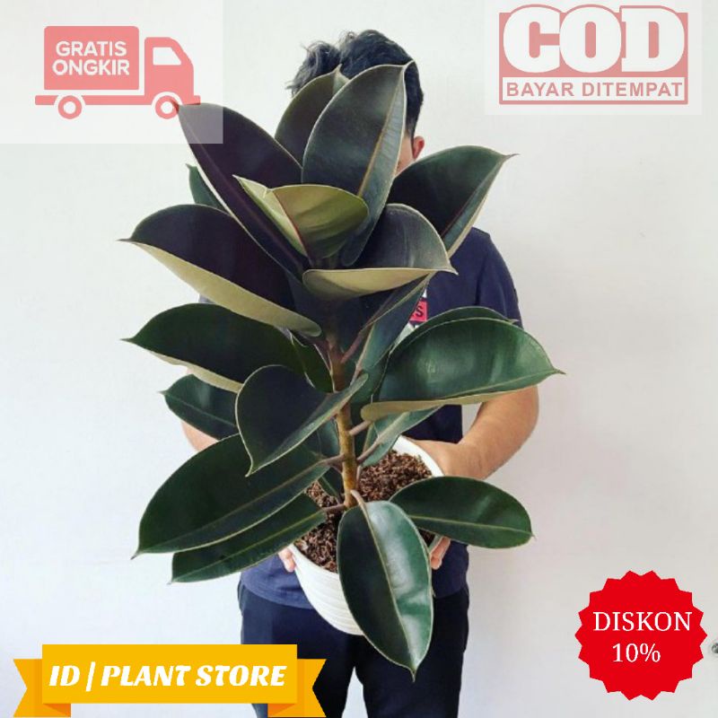 Tanaman hias indoor karet kebo-ficus elastica burgundy-tanaman hidup-bunga hidup murah