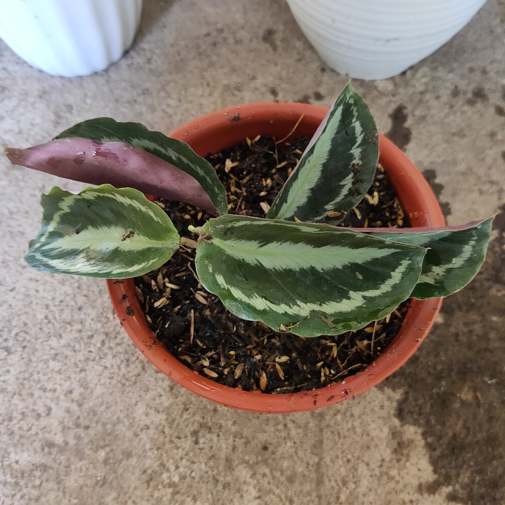 Tanaman Hias Calathea Silver Black
