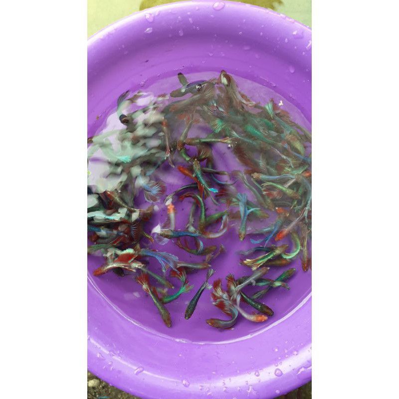 paket hemat isi 50 ekor/item ikan cupang halfmon/HM size s+/-M murah