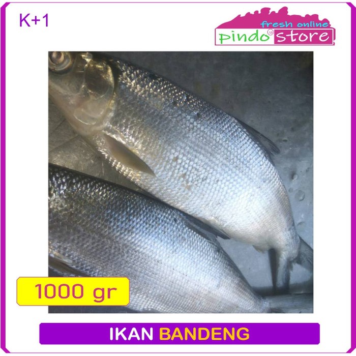 

IKAN BANDENG BASAH SEGAR 1KG