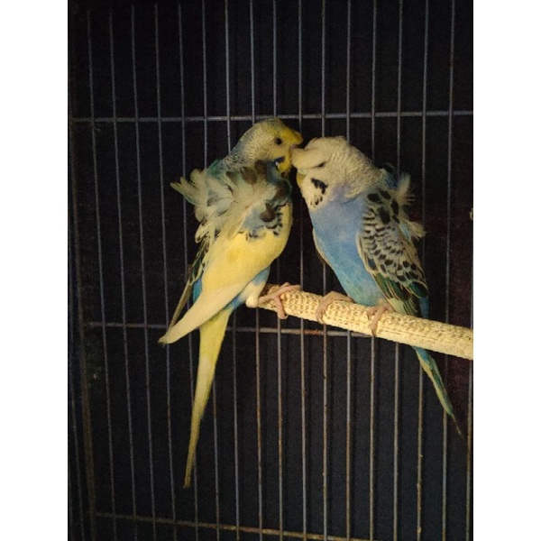 parkit hagoromo sepasang dewasa