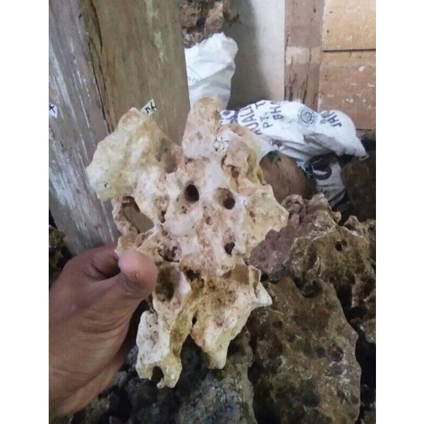 BATU KARANG BONSAI TAMAN AQUASCAPE