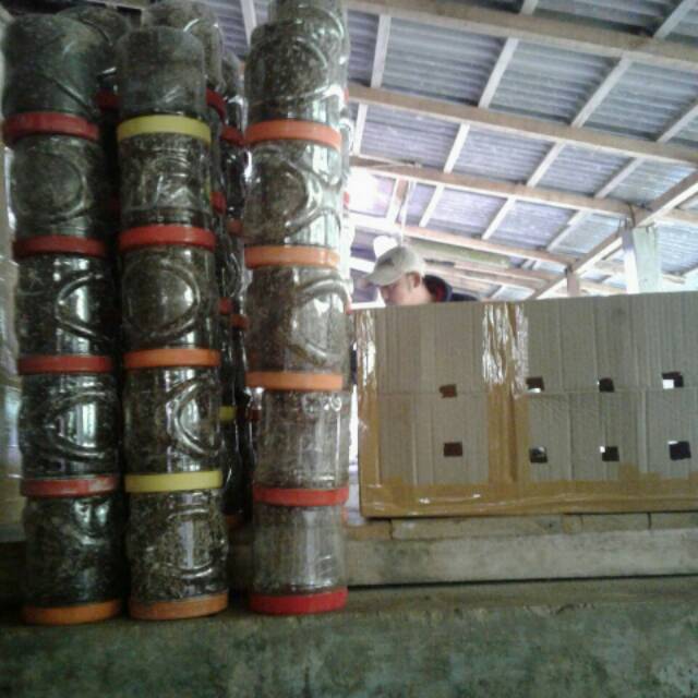 Paket Beternak Kroto 10 Toples Koloni 1 Ekor Master Ratu