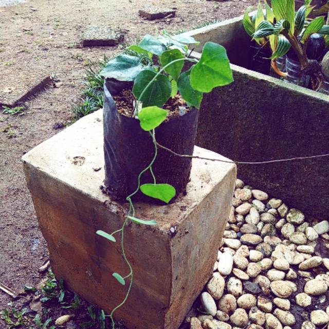 Tanaman cincau bulu cincau rambat