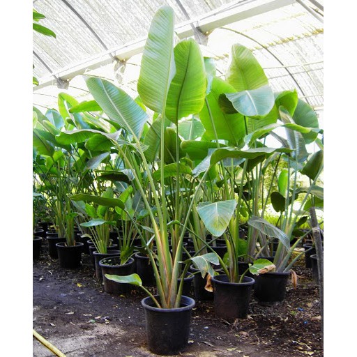 Tanaman Hias Pisang-Pisangan - Tanaman Indoor
