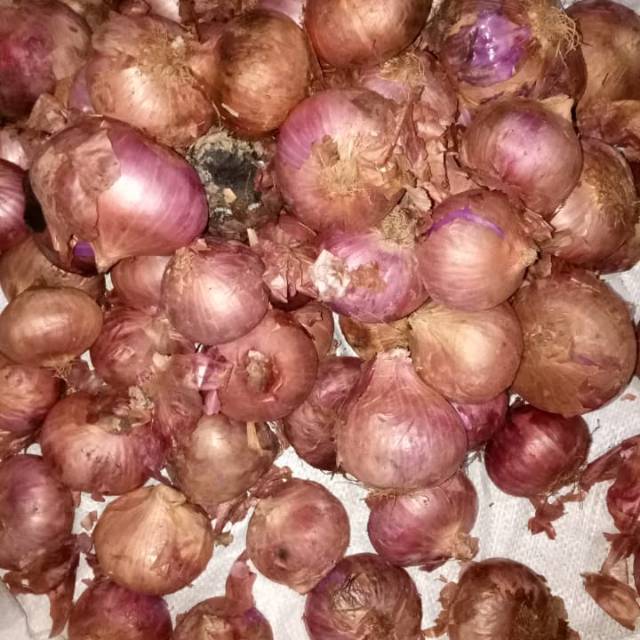 

Bawang Merah India