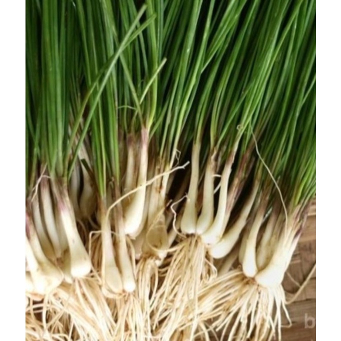 

BAWANG BATAK SEGAR 500gram