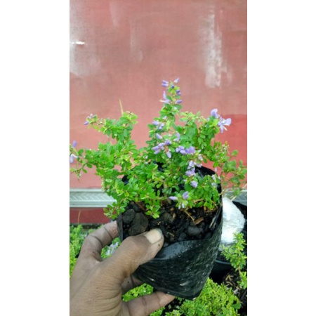 Bibit Saeng Simbur Thailand