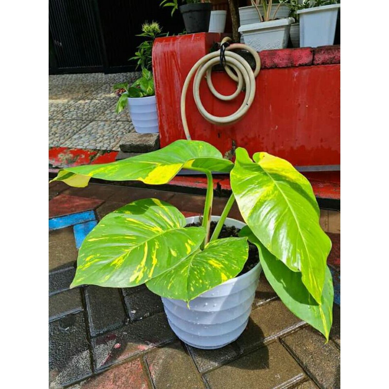 Antarium Srigading jumbo daun besar