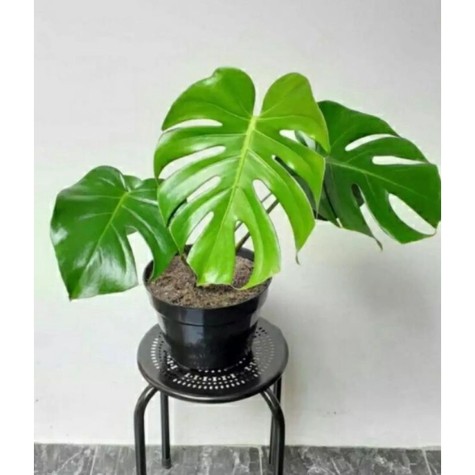 Tanaman Hias Monstera Deliciosa Anakan 1 daun belum pecah