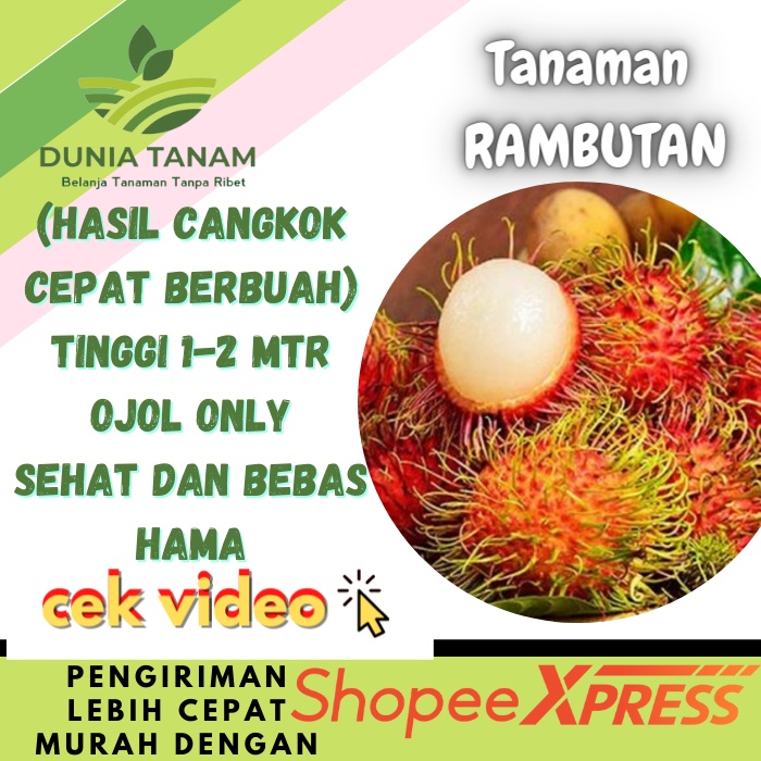 [Hasil Cangkok] Bibit tanaman buah Rambutan MERAH BINJAI RAMBUTAN BINJAY RAMBUTAN RAPIAH