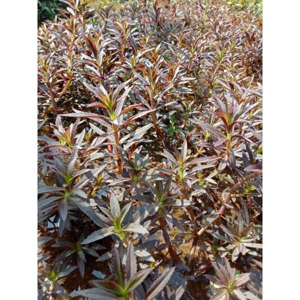 limnophila Aromatica tanaman aquascape