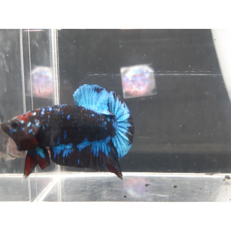 cupang black galaxy AVATAR