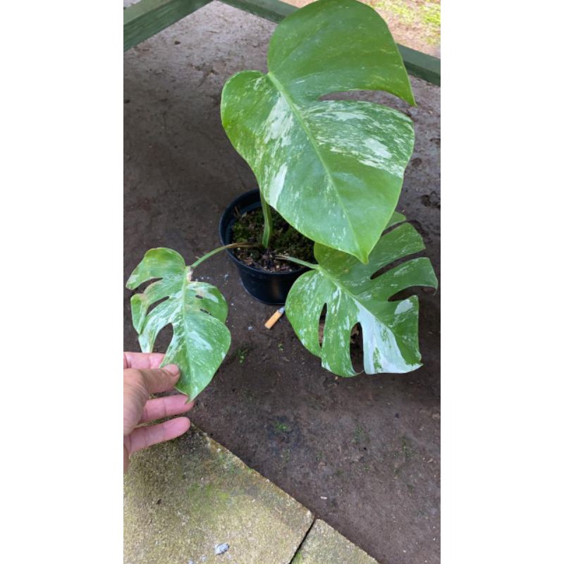 Monvar Monstera Variegata