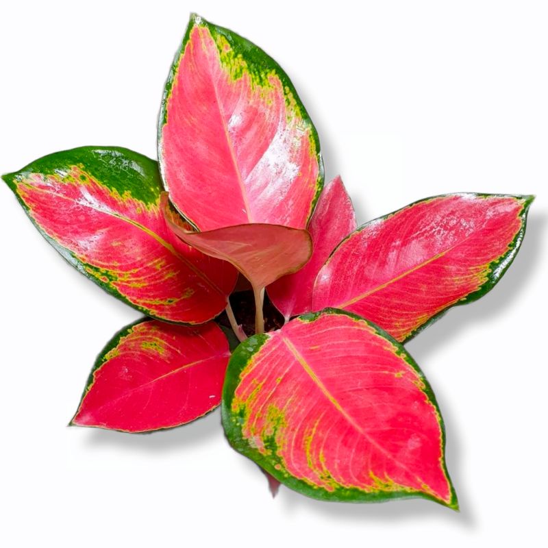 Aglonema Red majesty / aglaonema red majesty ( Tanaman hias aglonema red majesty )