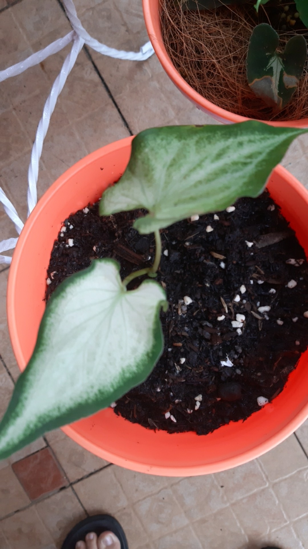 Caladium White Knight/ Dikirim Anakan Bibit White Knight