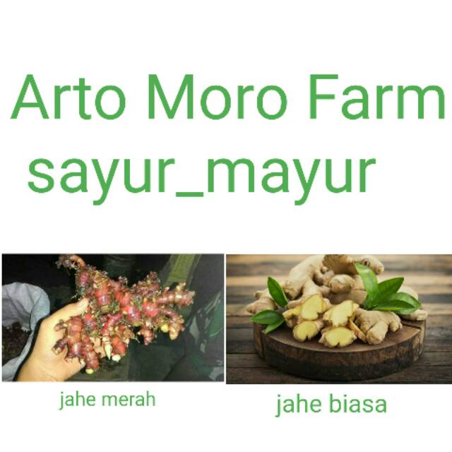 

jahe merah dan jahe biasa