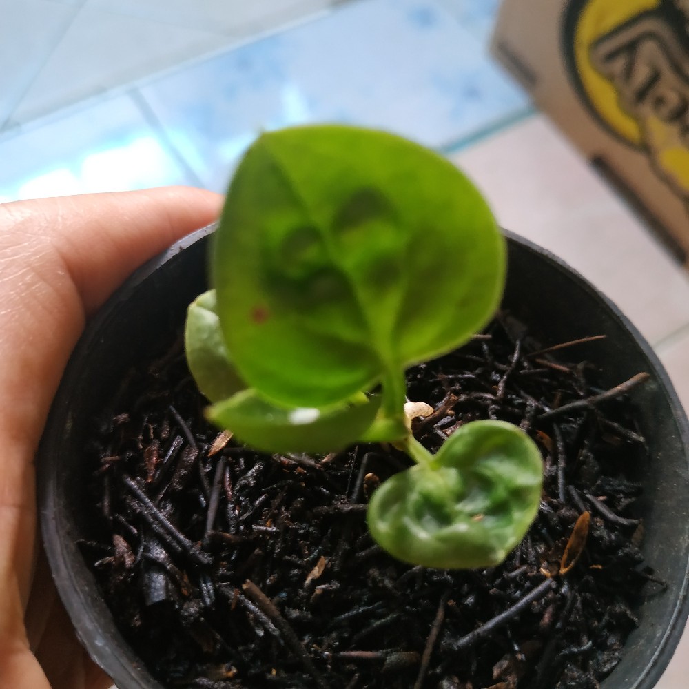 Bibit Anturium Jemani Mangkok Tornado