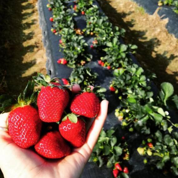 Dikirim Hari ini Bibit Strawberry California Strowberry California sudah Berbuah atau berbunga