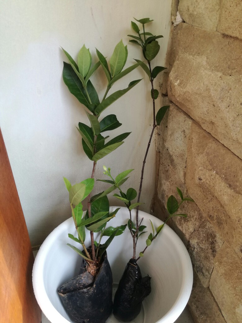 Tanaman Hias Bunga Asoka