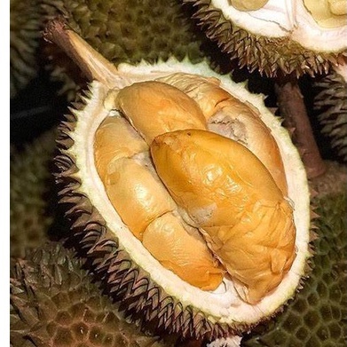 BIBIT BUAH DURIAN MATAHARI OKULASI