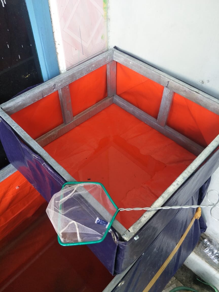 Terpal Kolam 50x50x25 A12 Korea Kolam Mini