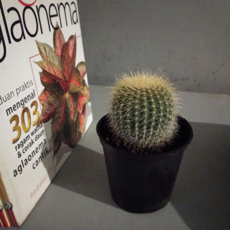 Tanaman kaktus lenning ownroot Medium dan sukulen dengan pot bukan golden barrel diameter 8 cm