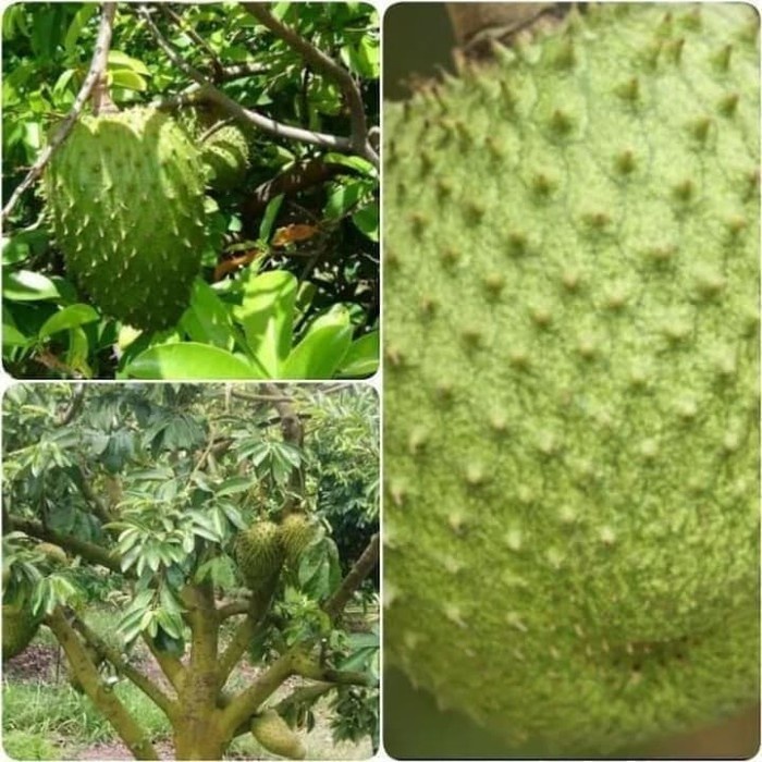 Bibit Sirsak Madu Super jumbo Manis