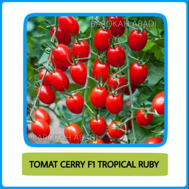 12 Biji - Benih Tomat Cherry Mini Tropical Ruby