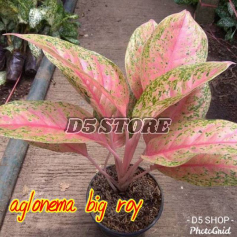 Aglonema big roy rimbun big roy indukan big roy berkwalitas pusat aglonema
