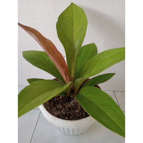 Anthurium Jemani Garuda Golden cantik