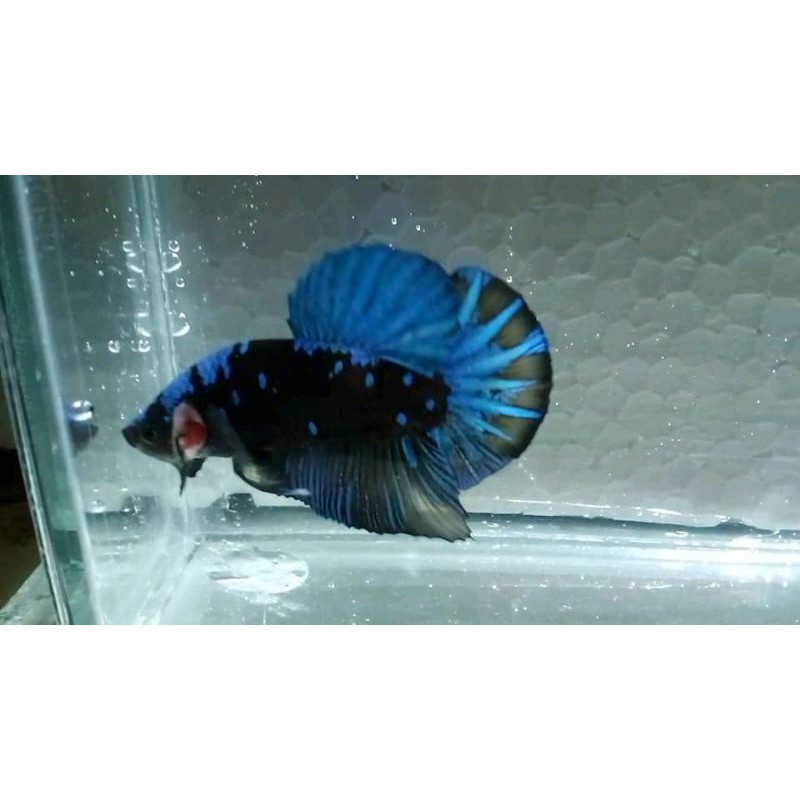 cupang Avatar gordon