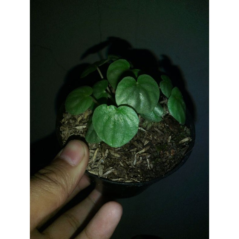 

water melon silver