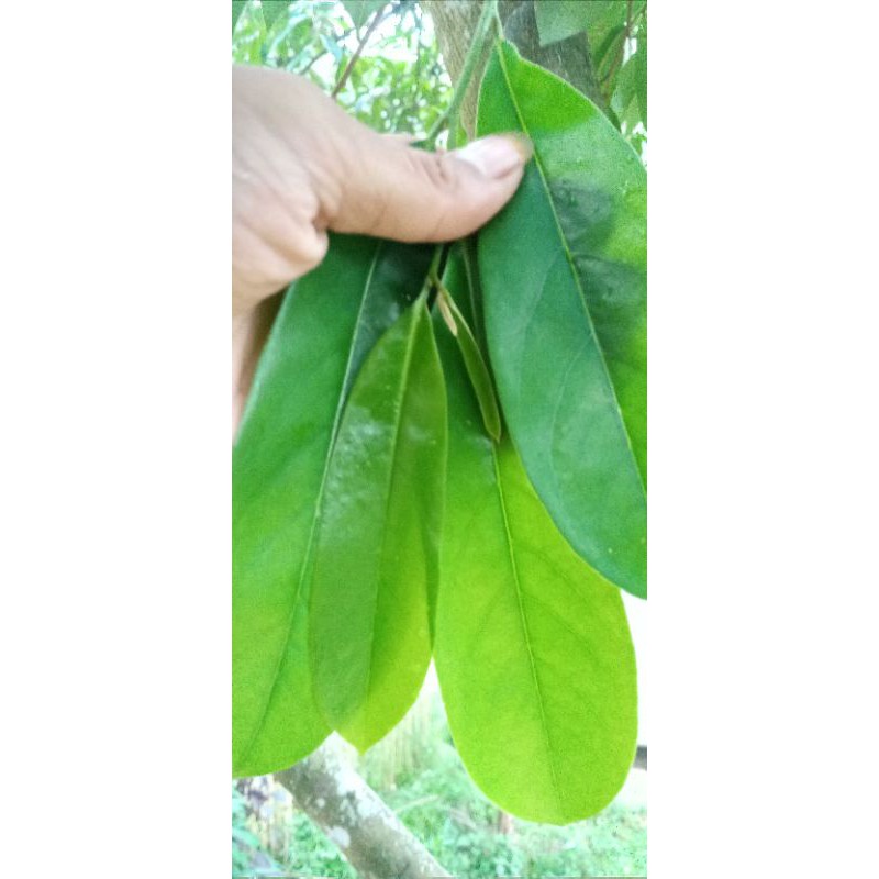 

Daun sirsak segar per 100 lembar.