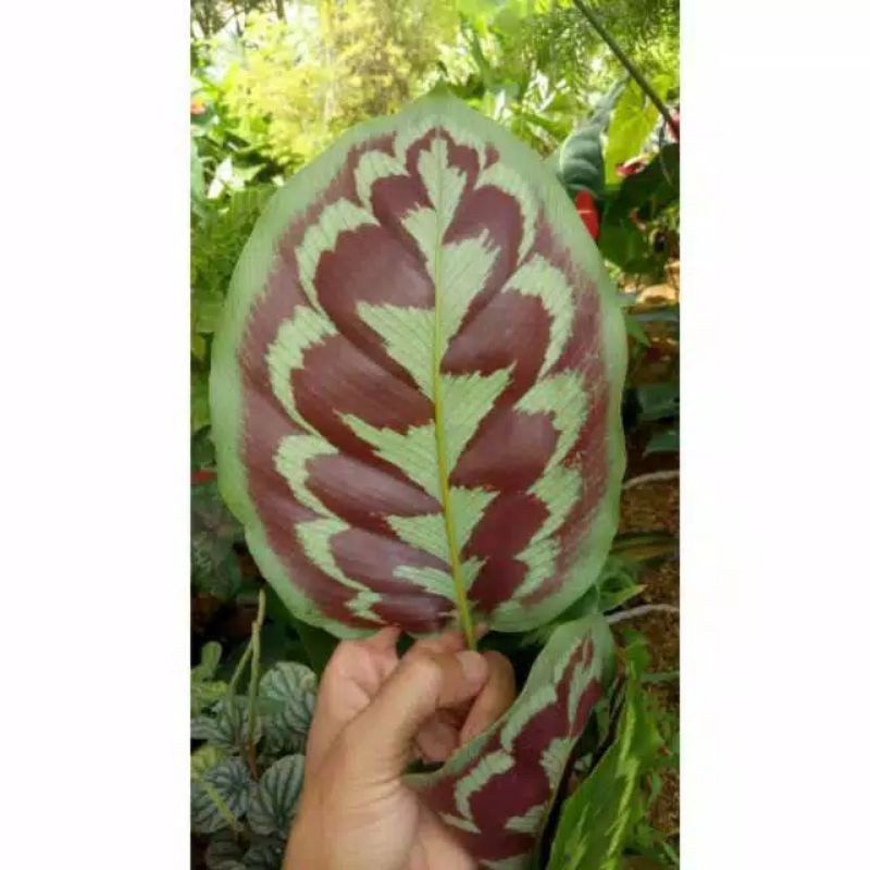 Tanaman hias calathea veitchiana