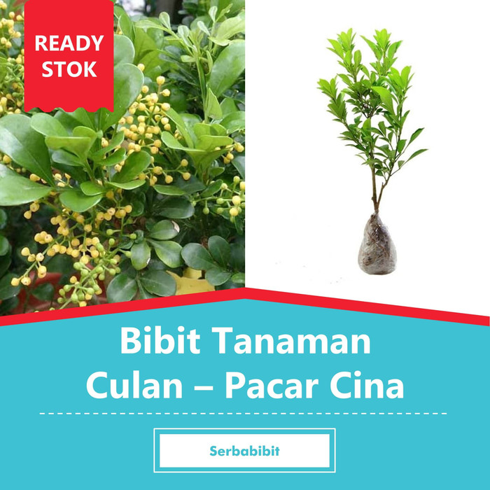 Bibit Pohon Culan - Tanaman Pacar Cina - Kemuning Cina