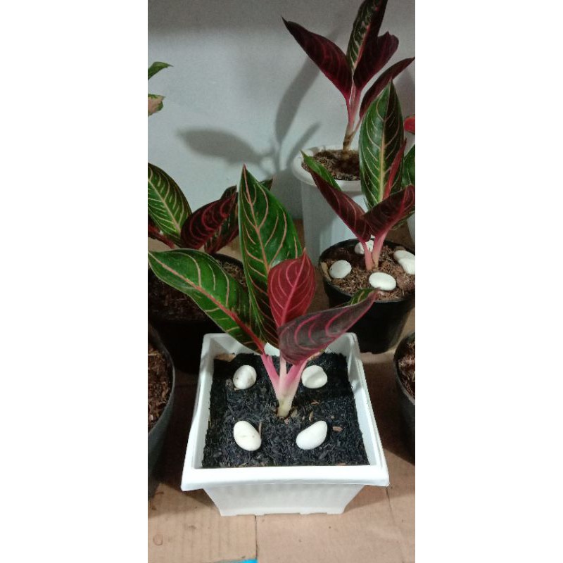 tanaman hias aglonema red sumatra remaja