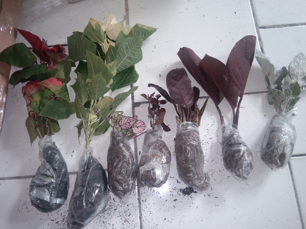 Tanaman Calathea Silver