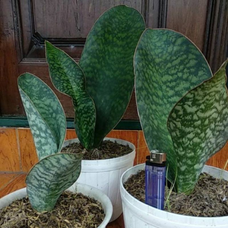 SENSIVERA#sensivera centong