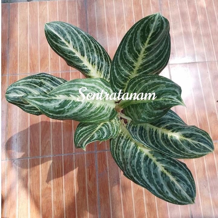Tanaman Hias Koleksi Aglonema Green Giant/Tanaman Hidup/Tanaman Hias