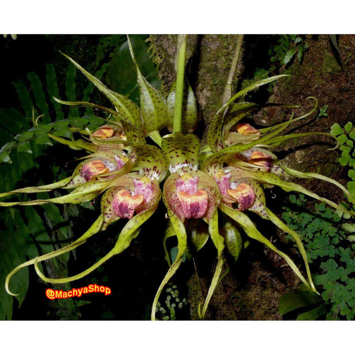 ANGGREK BULBOPHYLLUM BINNENDIJKII GURITA MURAH