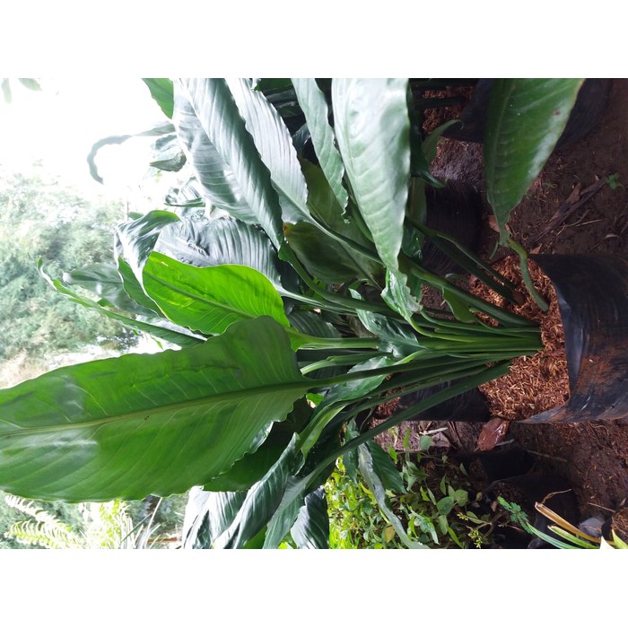 peace lily , peace lily giant, tanaman pembersih udara, maonaloa,  maunaloa