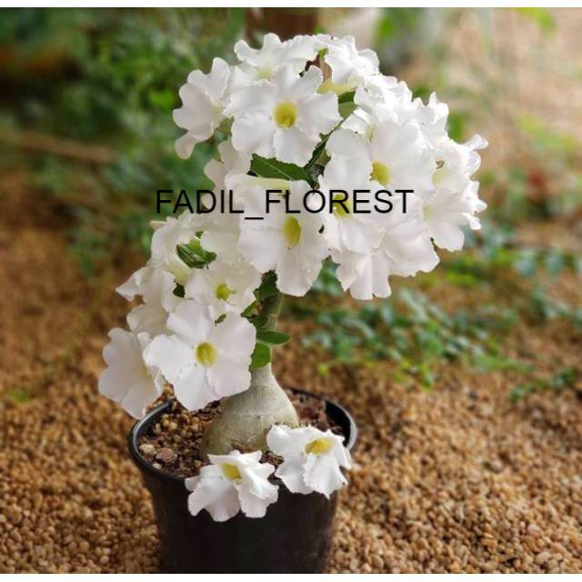 Bibit tanaman hias adenium bunga putih - bibit - tanaman hias - adenium FADIL_FLOREST